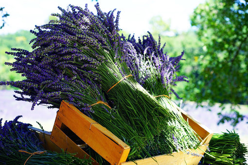 Love for Lavender...