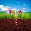 Planting the Seeds for New Blossoms: Spring's Manifestations