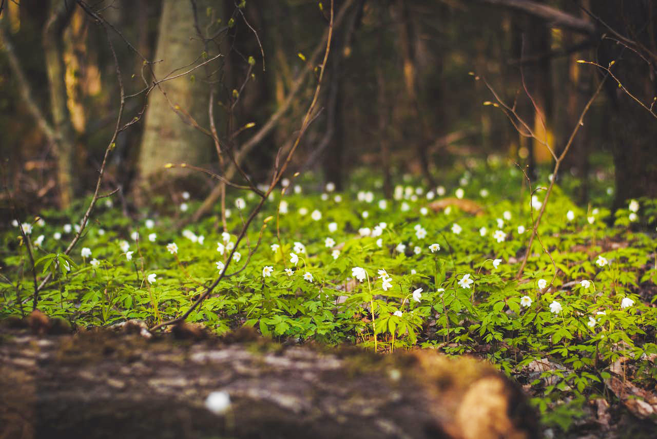 forest floor with dark logs upright and horizontal, green moss with white flowers