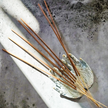100% Natural Bamboo; and Bamboo & Charcoal Incense Sticks (Premium Essential Oils), 6-pack, 10